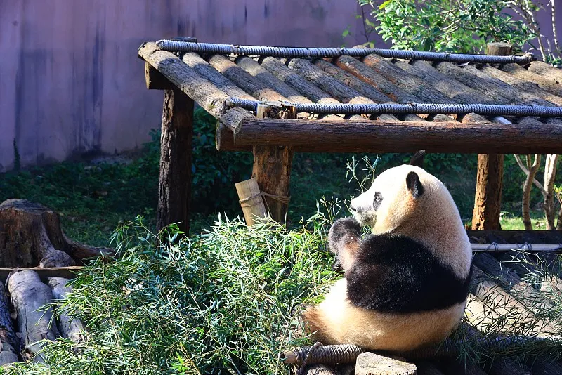 Cover image for "A Day in the Life: The Emotional Bond Between Keepers and Pandas"