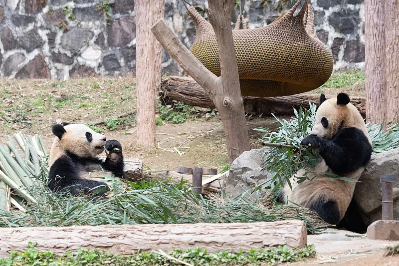 Cover image for "Behind Every Name: The Art and Meaning of Naming Giant Pandas"