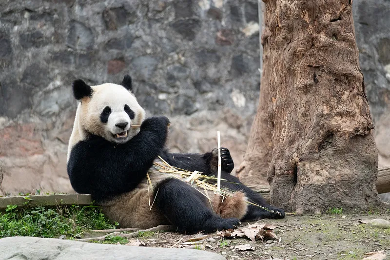 Cover image for Are You a Panda Expert? Take the Ultimate Panda Knowledge Quiz