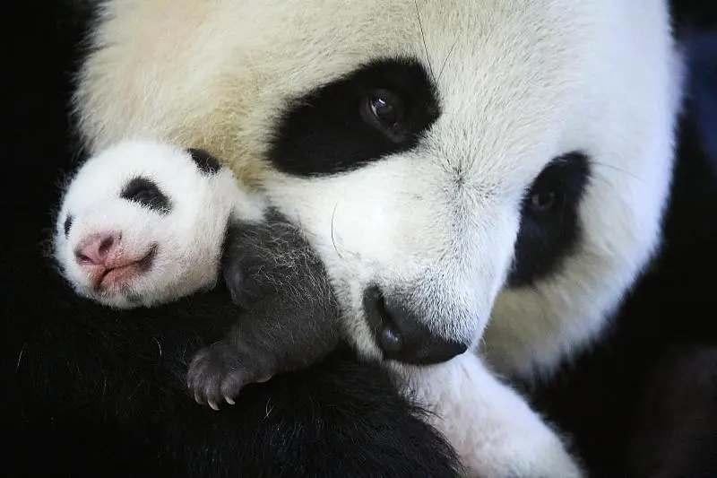 Cover image for Why Pandas Live Alone: The Ecology of Solitary Bears