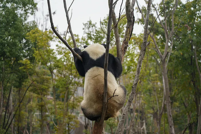 Cover image for How to Use the Panda Studbook Tool: Trace Any Panda's Ancestry