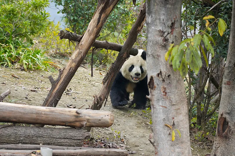 Cover image for "Nature Detective: How to Spot Panda Tracks in the Wild"