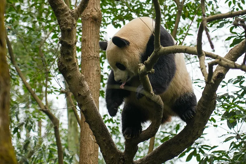 Cover image for Zoo Visit Manners: Why You Shouldn't Shout at Pandas