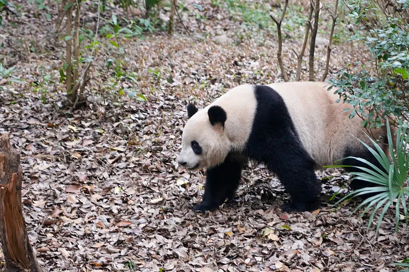 Cover image for Our Data Methodology: How We Verify 663 Pandas Across 58 Locations