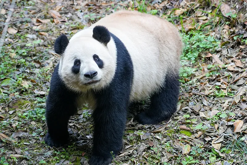 Cover image for "Smithsonian's 50-Year Panda Story: From Ling-Ling to Xiao Qi Ji"