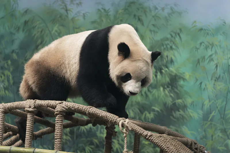Cover image for "Ueno Zoo Obsession: Why Japan Falls Deeper in Love With Pandas Every Year"