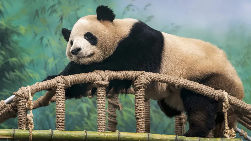Cover image for Why Is Panda Milk Pink? The Magic of Mother Panda's First Milk