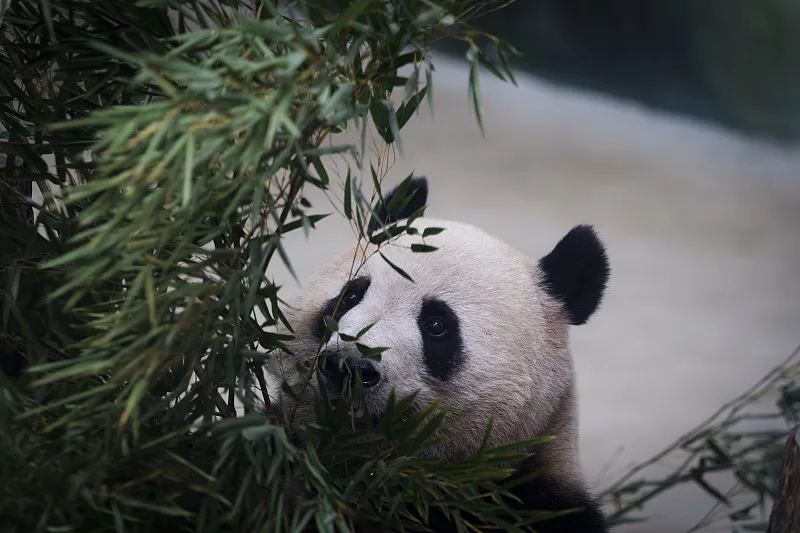 Cover image for Why Pandas Don't Hibernate: Winter Survival at High Altitude